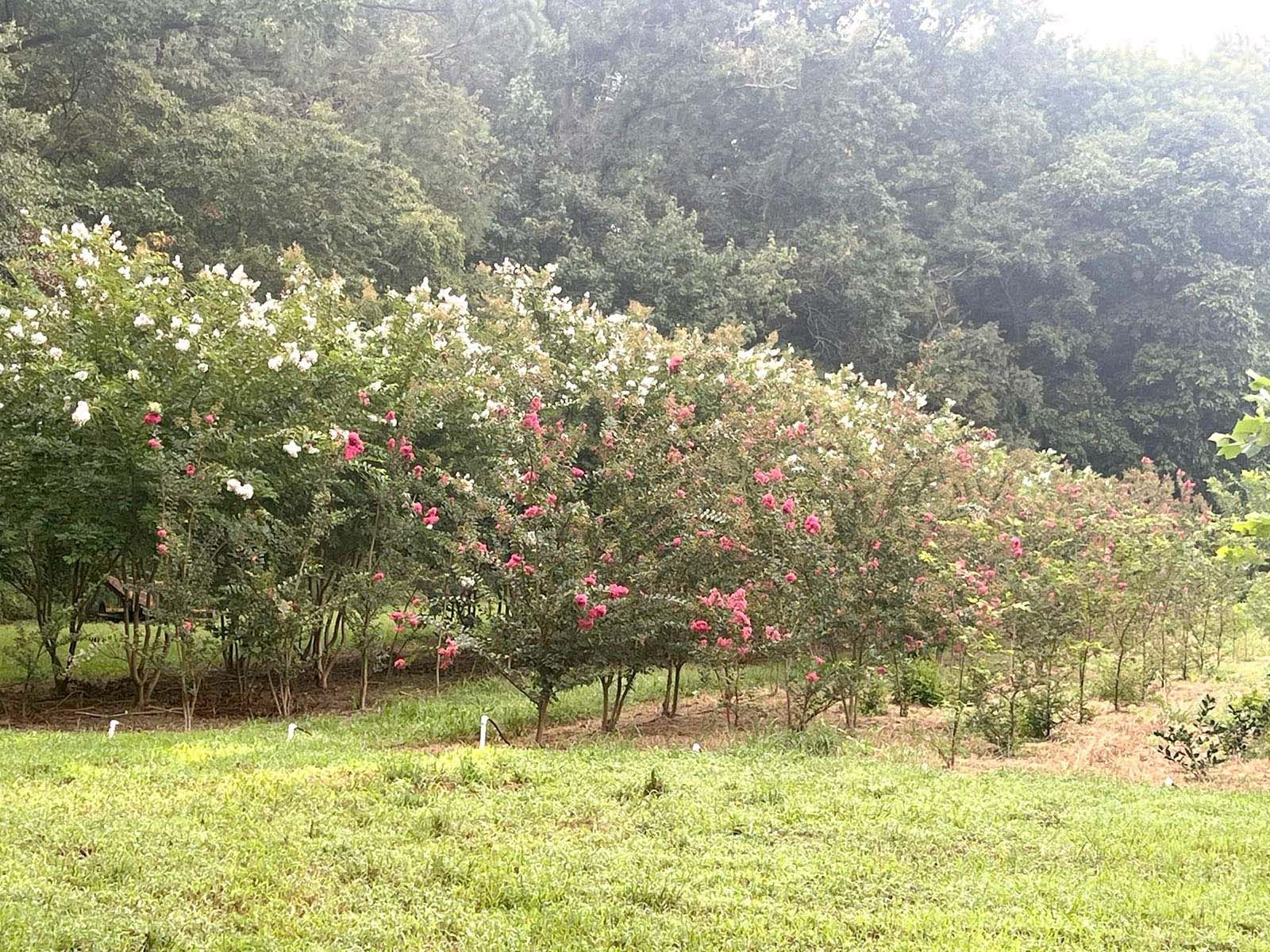 A row of trees with pink and white flowers in a field